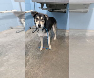 Rocko - Male Siberian Husky-Unknown Mix Dog for Adoption - Photo #3