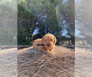 Golden Retriever Puppy for Sale in LATTA, South Carolina USA