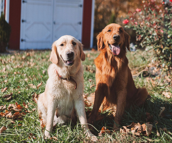 Medium Photo #1 Golden Retriever Puppy For Sale in VERONA, KY, USA