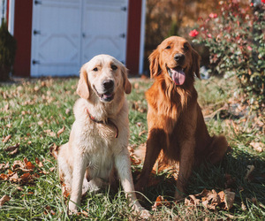 Father of the Golden Retriever puppies born on 06/20/2026