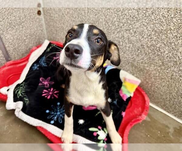 Medium Photo #1 Catahoula Leopard Dog-Unknown Mix Puppy For Sale in Santa Rosa, CA, USA