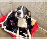 Small Catahoula Leopard Dog Mix