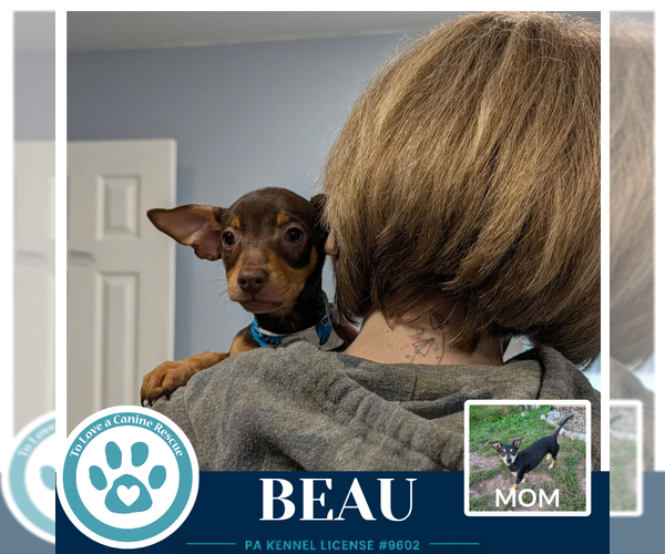 Medium Photo #2 Chiweenie Puppy For Sale in Kimberton, PA, USA