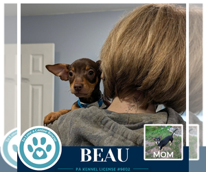 Beau (Scooters Skittles) 100326 - Male Chiweenie Dog for Adoption - Photo #2