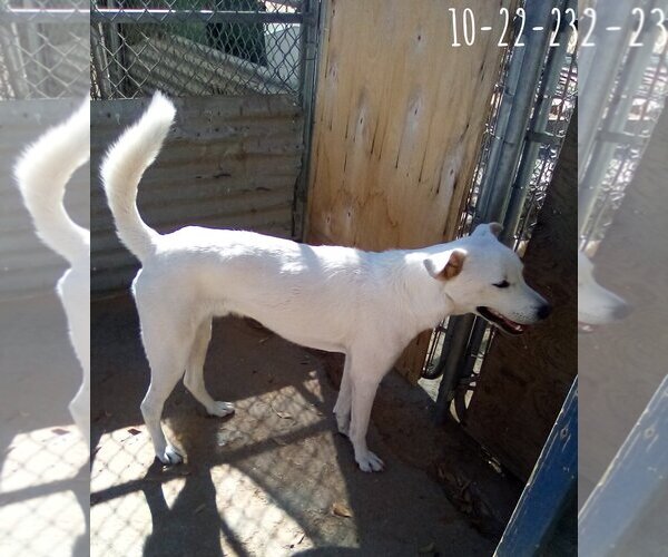 Medium Photo #2 Mutt Puppy For Sale in Apple Valley, CA, USA