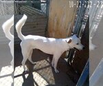 Small #1 Mutt
