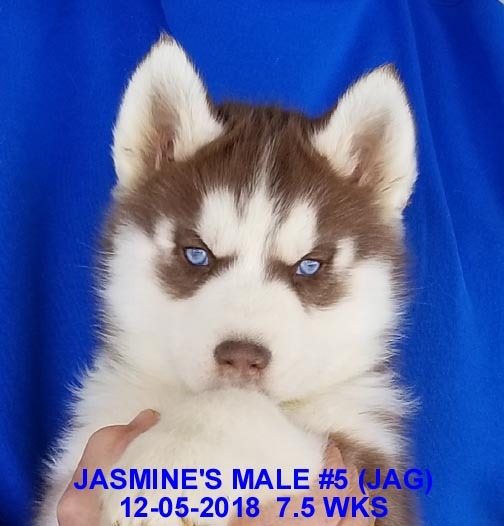 Medium Photo #22 Siberian Husky Puppy For Sale in MANILLA, IA, USA