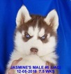 Small Photo #22 Siberian Husky Puppy For Sale in MANILLA, IA, USA