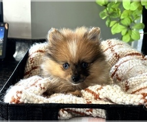 Pomeranian Puppy for sale in FRANKLIN, IN, USA