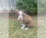 Small Photo #2 Boxer Puppy For Sale in BROWNWOOD, TX, USA
