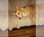 Small #2 Staffordshire Bull Terrier Mix