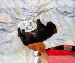 Small Photo #5 Labrador Retriever Puppy For Sale in WOODLAND, WA, USA