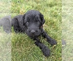 Small Photo #31 Goldendoodle Puppy For Sale in HOWARD CITY, MI, USA