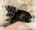 Puppy Parker Schnauzer (Miniature)