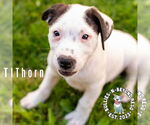 Small #8 Staffordshire Bull Terrier Mix