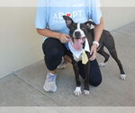 Small #1 American Pit Bull Terrier Mix