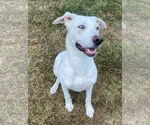 Small #2 Dogo Argentino-Labrador Retriever Mix