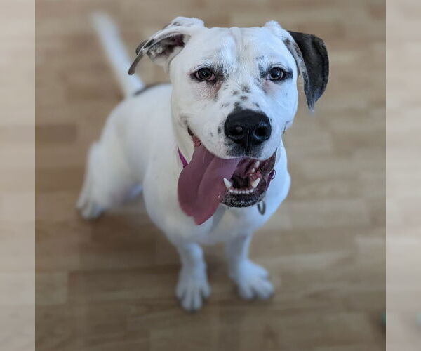 Medium Photo #7 American Bulldog Puppy For Sale in Fargo, ND, USA