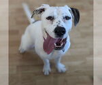 Small #6 American Bulldog