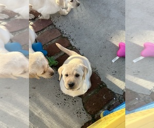 Labrador Retriever Puppy for Sale in CARMICHAEL, California USA