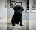 Small Photo #9 Labrador Retriever Puppy For Sale in GINTER, PA, USA