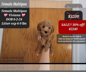 Maltipoo Puppy for sale in TUCSON, AZ, USA