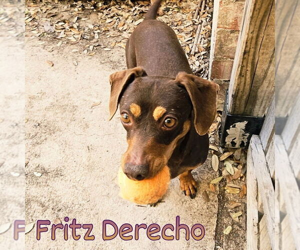 Medium Photo #5 Dachshund Puppy For Sale in San Antonio, TX, USA