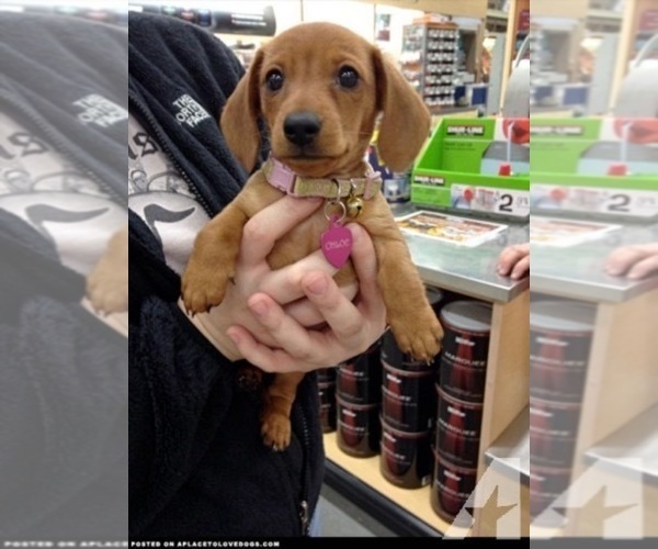 Medium Photo #1 Dachshund Puppy For Sale in LA MESA, CA, USA