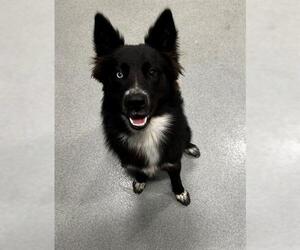 Border Collie-Unknown Mix Dogs for adoption in San Martin, CA, USA