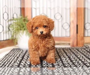 Poodle (Toy) Puppy for sale in NAPLES, FL, USA