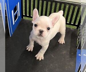 French Bulldog Puppy for sale in INDIANAPOLIS, IN, USA