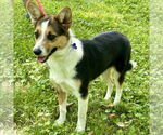 Small #1 Pembroke Welsh Corgi Mix