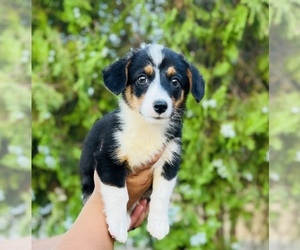 Aussie-Corgi Puppy for sale in CASA GRANDE, AZ, USA