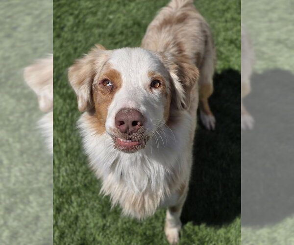 Medium Photo #11 Australian Shepherd Puppy For Sale in Lakewood, CO, USA