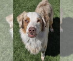 Small #10 Australian Shepherd