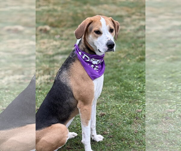 Medium Photo #5 Coonhound-Unknown Mix Puppy For Sale in Spring Lake, NJ, USA