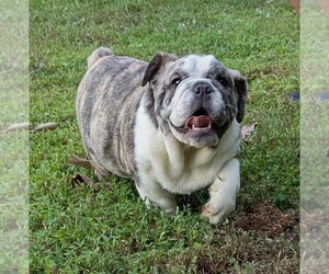 Bulldog Puppy for sale in ARARAT, VA, USA
