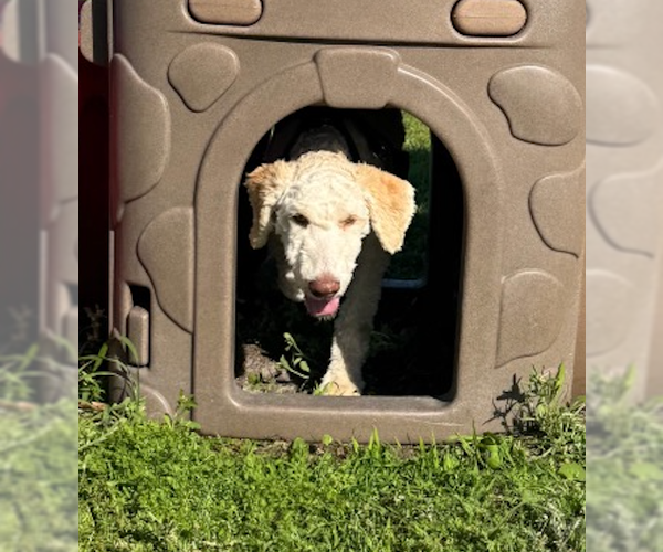 Medium Photo #2 Golden Retriever Puppy For Sale in St. Augustine, FL, USA