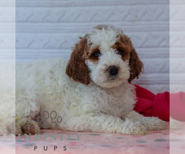 Medium Photo #5 Goldendoodle (Miniature) Puppy For Sale in LITITZ, PA, USA