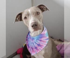 American Staffordshire Terrier-Unknown Mix Dogs for adoption in San Antonio, TX, USA