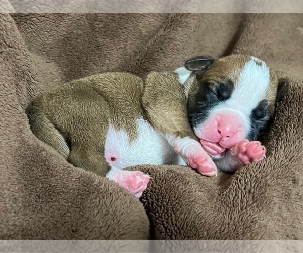 Medium Photo #32 Boxer Puppy For Sale in PONTOTOC, MS, USA