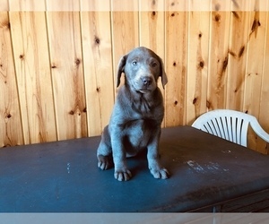 Labrador Retriever Puppy for sale in FREDERICKSBURG, OH, USA