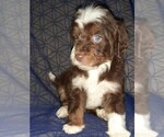 Small Photo #23 Aussie-Poo-Aussiedoodle Mix Puppy For Sale in ANNISTON, AL, USA