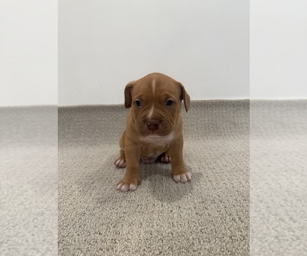 Medium Photo #10 American Bully Puppy For Sale in SPARTANBURG, SC, USA