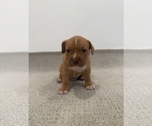Medium American Bully