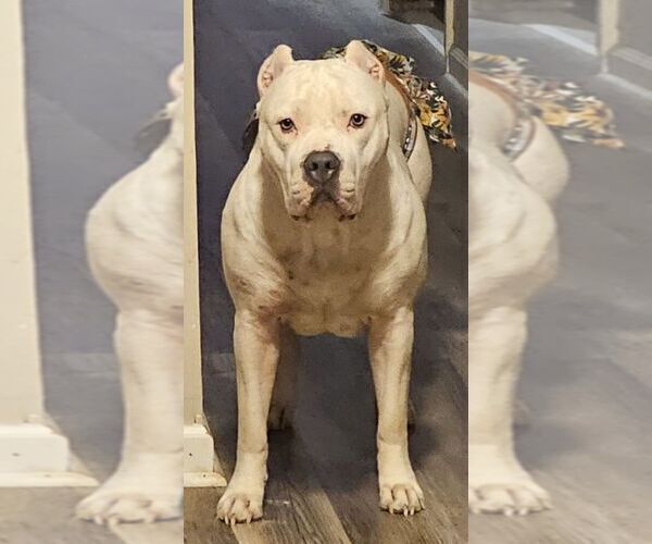 Medium Photo #1 American Bully Puppy For Sale in RISING FAWN, GA, USA
