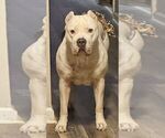 Small Photo #1 American Bully Puppy For Sale in RISING FAWN, GA, USA