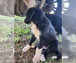 Small Photo #5 Irish Wolfhound-Poodle (Standard) Mix Puppy For Sale in OMAHA, AR, USA