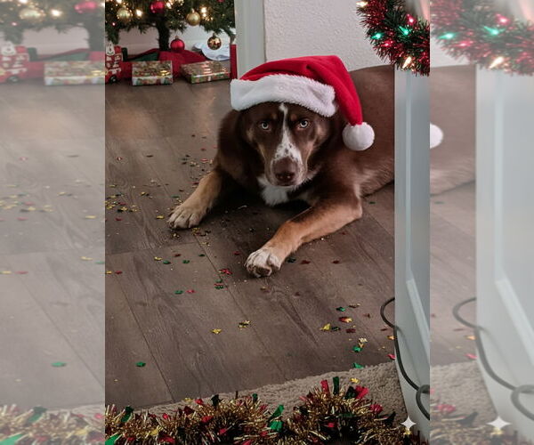 Medium Photo #6 Australian Kelpie-Australian Shepherd Mix Puppy For Sale in McKinney, TX, USA