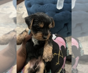 Yorkshire Terrier Puppy for sale in RIVERDALE, GA, USA